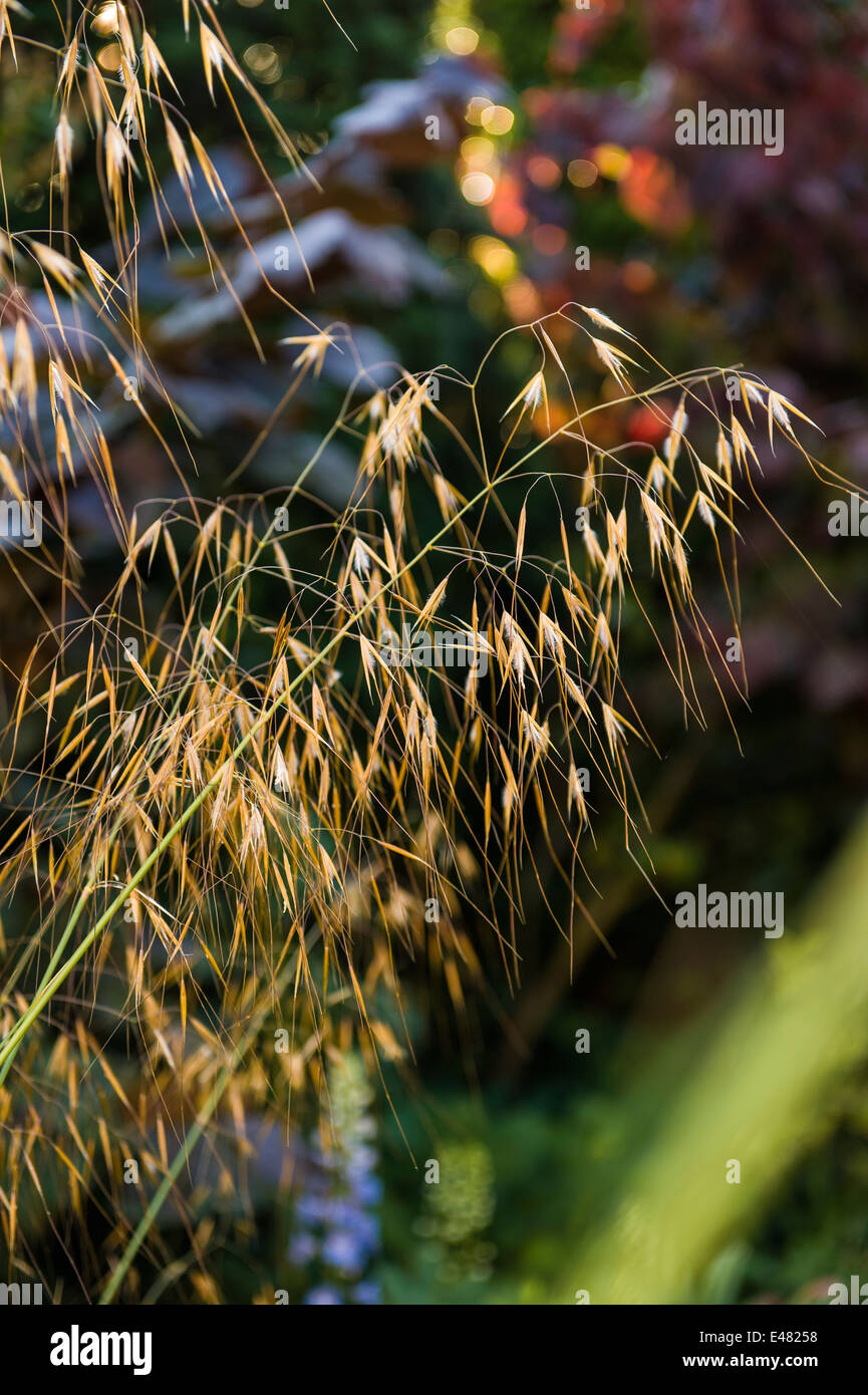 Stipa Gigantea Giant Pluma Dorada de Hierba de avena. Foto de stock