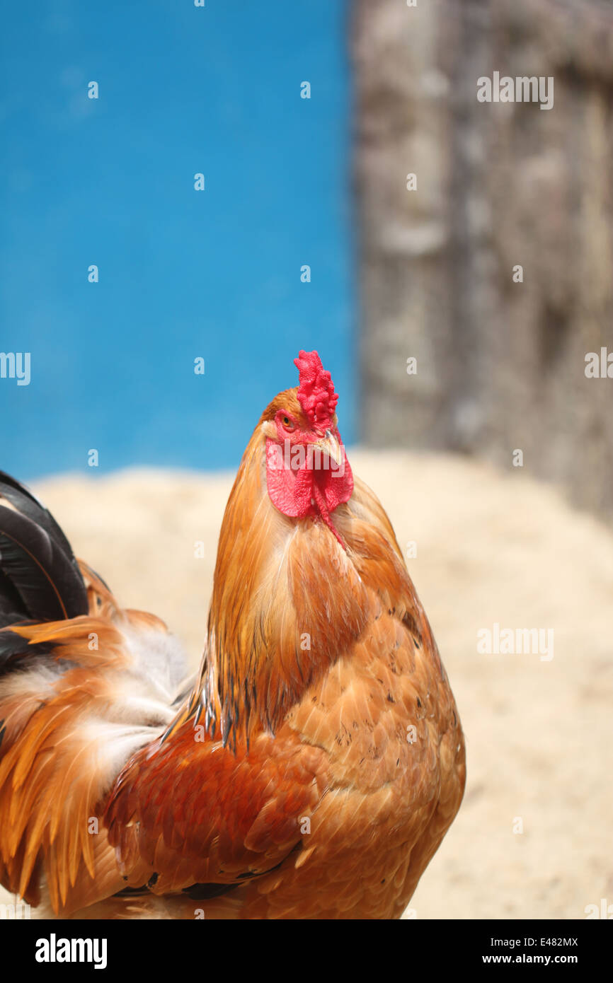 Las gallinas marrón con foco en la cabeza de animal de fondo. Foto de stock