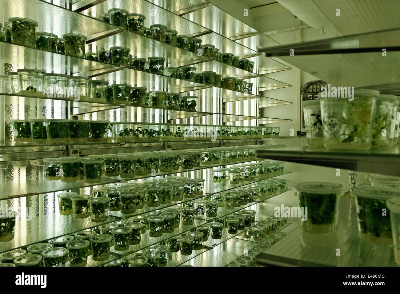 Instituto Max Planck de Fisiología Molecular Vegetal Foto de stock