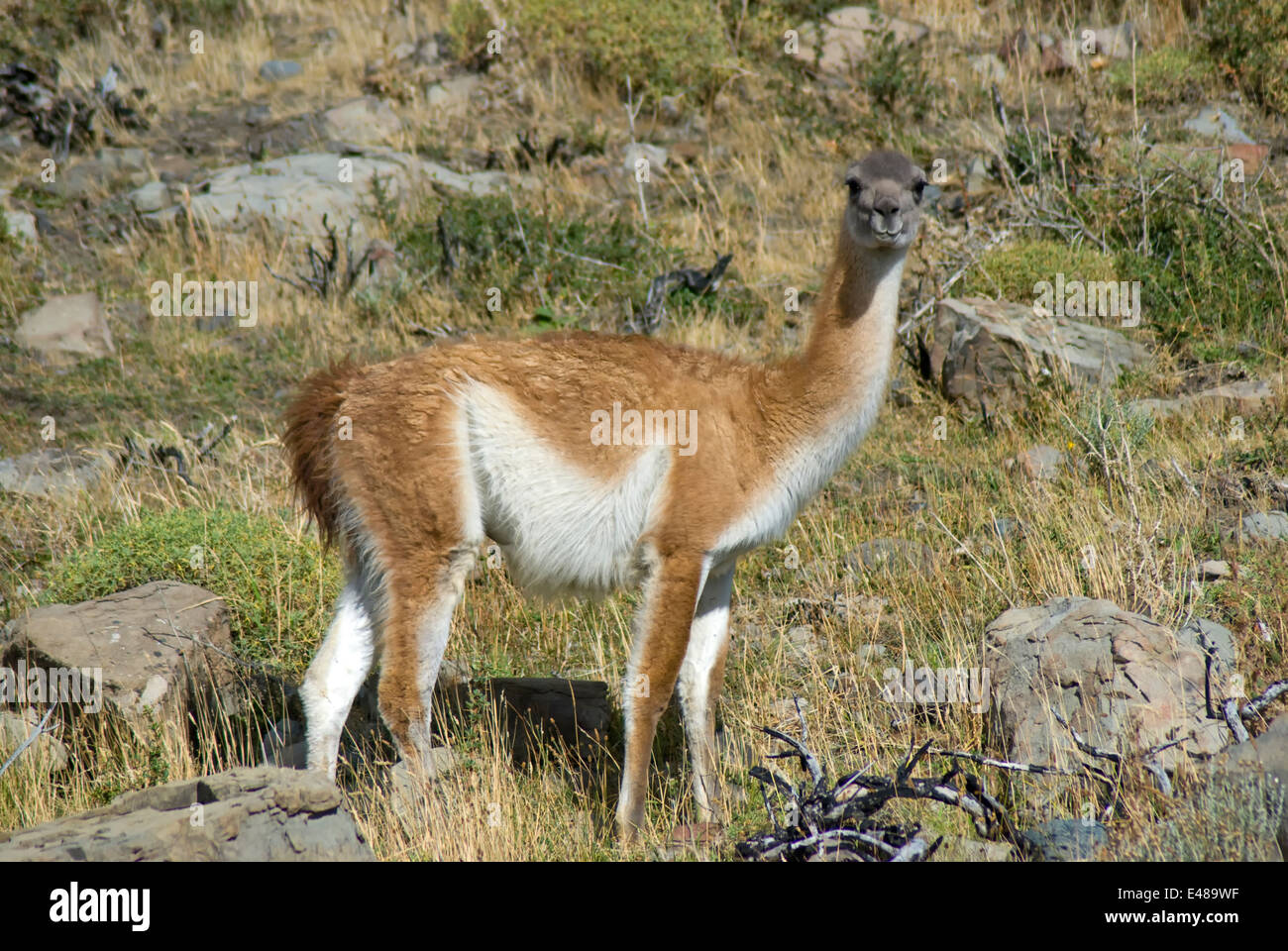 La Llama, camélido sudamericano. El Parque Nacional Torres del Paine, Chile Foto de stock