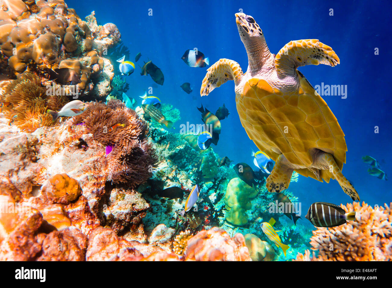 La tortuga carey, Eretmochelys imbricata, flota en el agua. Maldivas arrecifes de coral del Océano Índico. Foto de stock