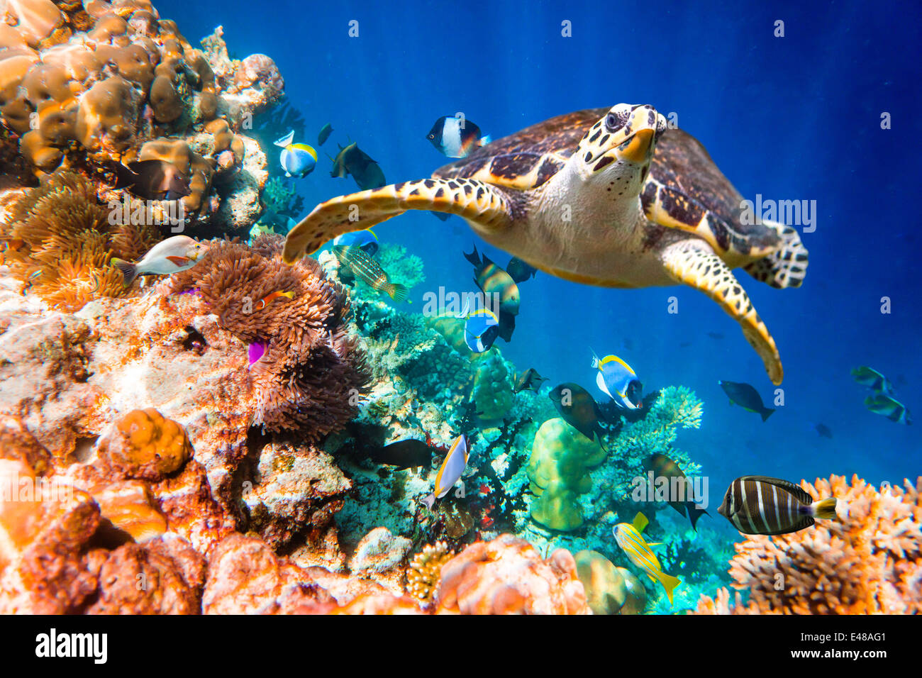 La tortuga carey, Eretmochelys imbricata, flota en el agua. Maldivas arrecifes de coral del Océano Índico. Foto de stock