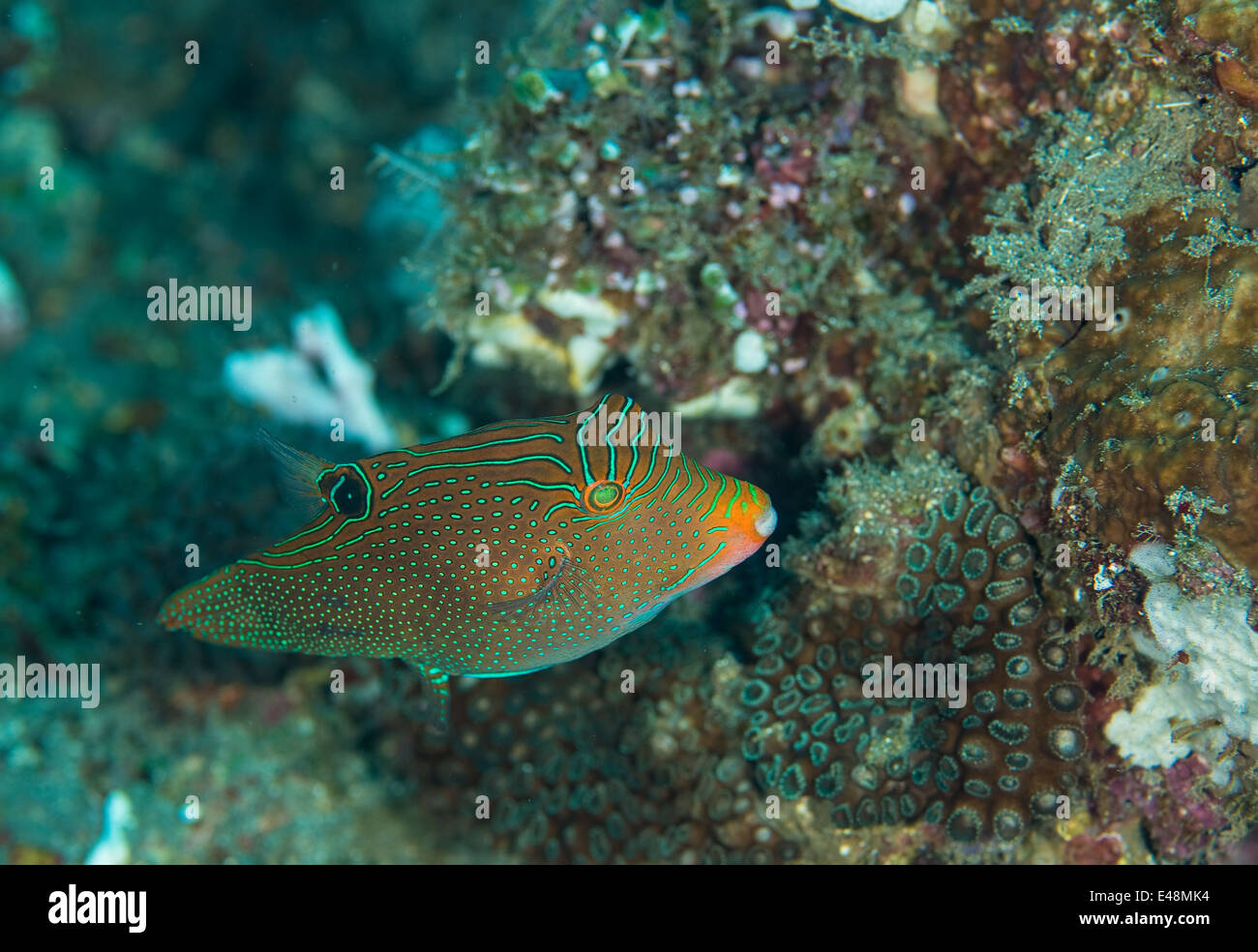 Falso ojo pufferfish en un coral Foto de stock