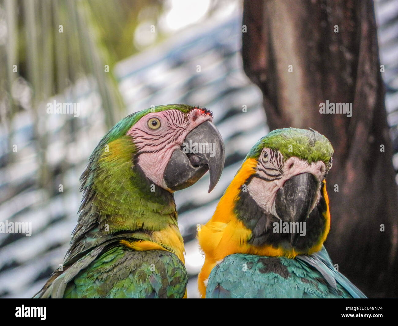 Dos guacamayos disfrutando de las vistas del día. Foto de stock
