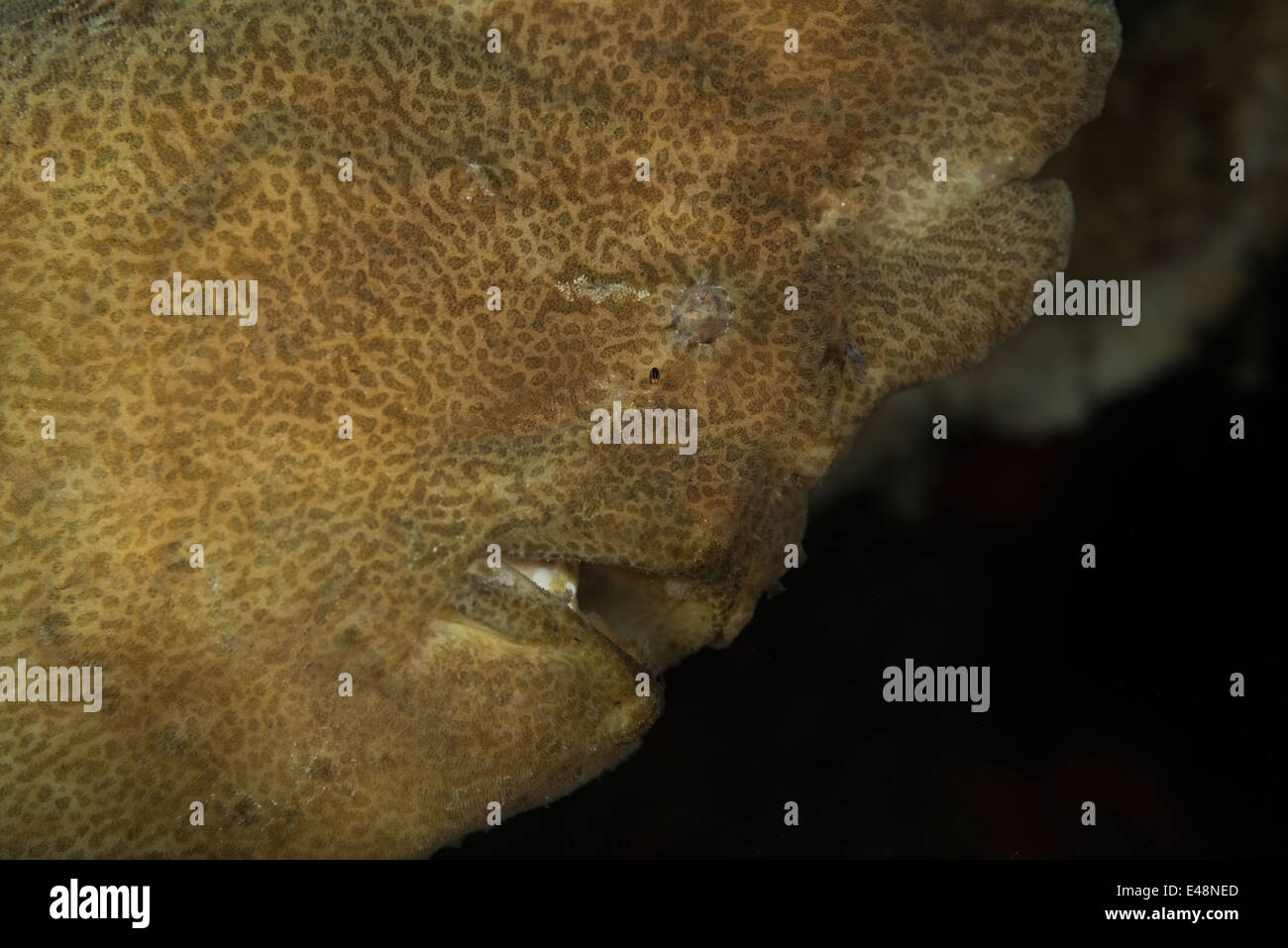 Frogfish gigante en un coral Foto de stock