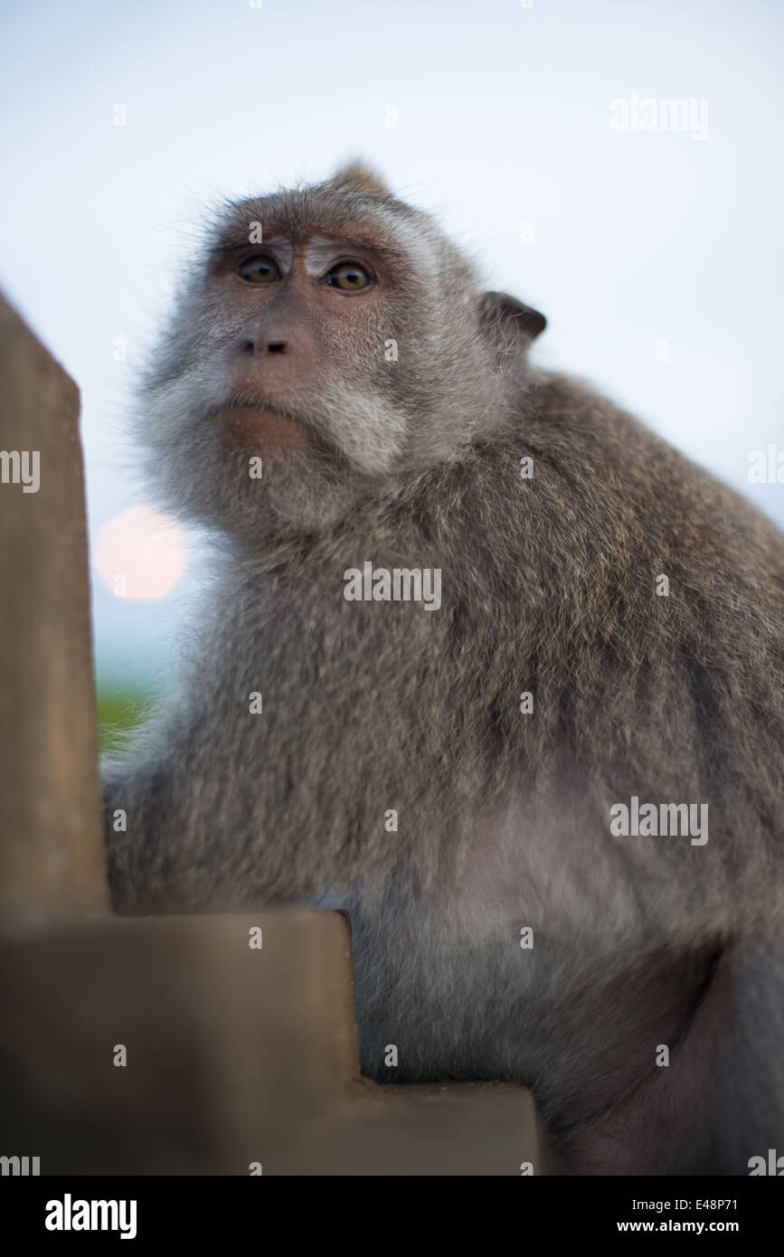 Mono macaco sentado en una pared de la ULA Watu, Bali, Indonesia Foto de stock