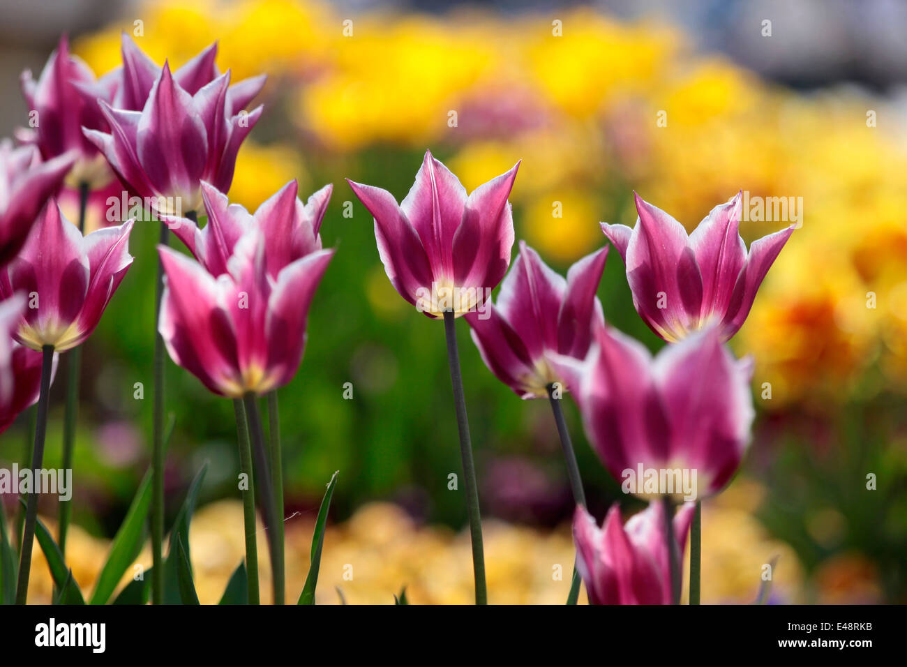 Los tulipanes en el parque de Balatonfüred Balaton, Hungría Foto de stock