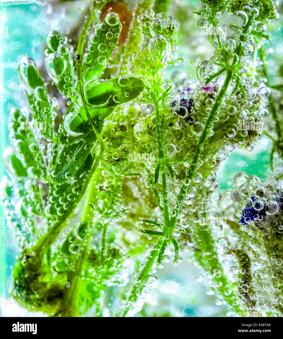 Varias plantas de la pradera, poner en agua carbonatada con burbujas Foto de stock
