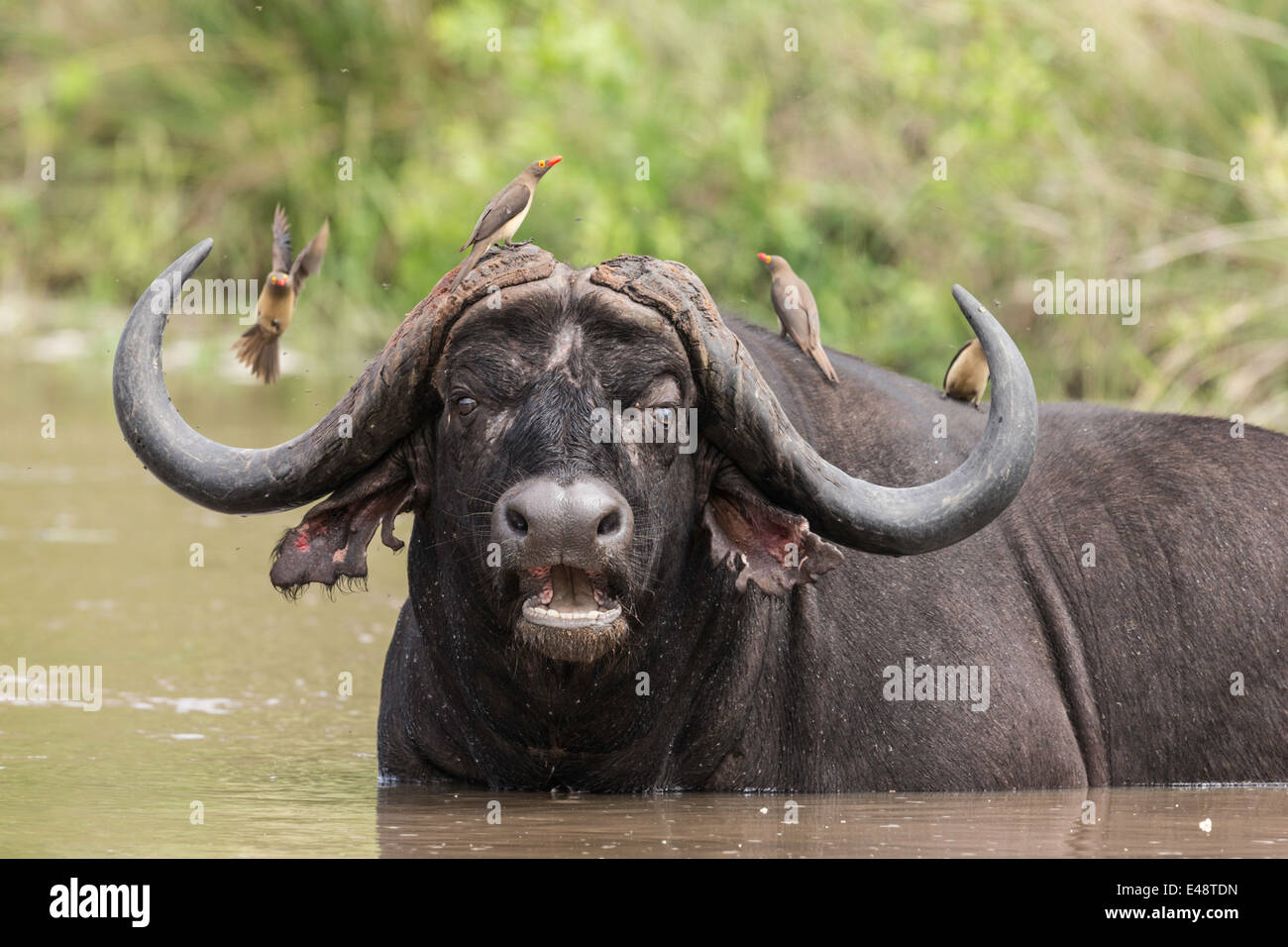 Buffalo - Parque Nacional Kruger Foto de stock