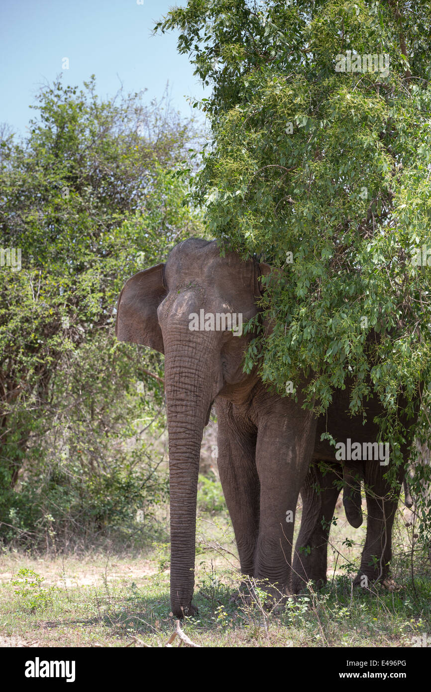 Un tímido elefante macho grande en Yala NP, Sri Lanka. Foto de stock