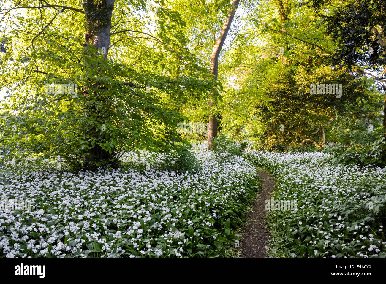 Flores en un bosque cerca de Badbury Hill, Oxford, Oxford, Inglaterra, Reino Unido, Europa Foto de stock