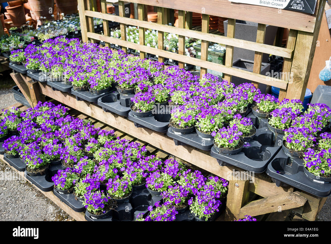 Aubretia ollas de plantas para la venta en el centro de un jardín inglés Foto de stock