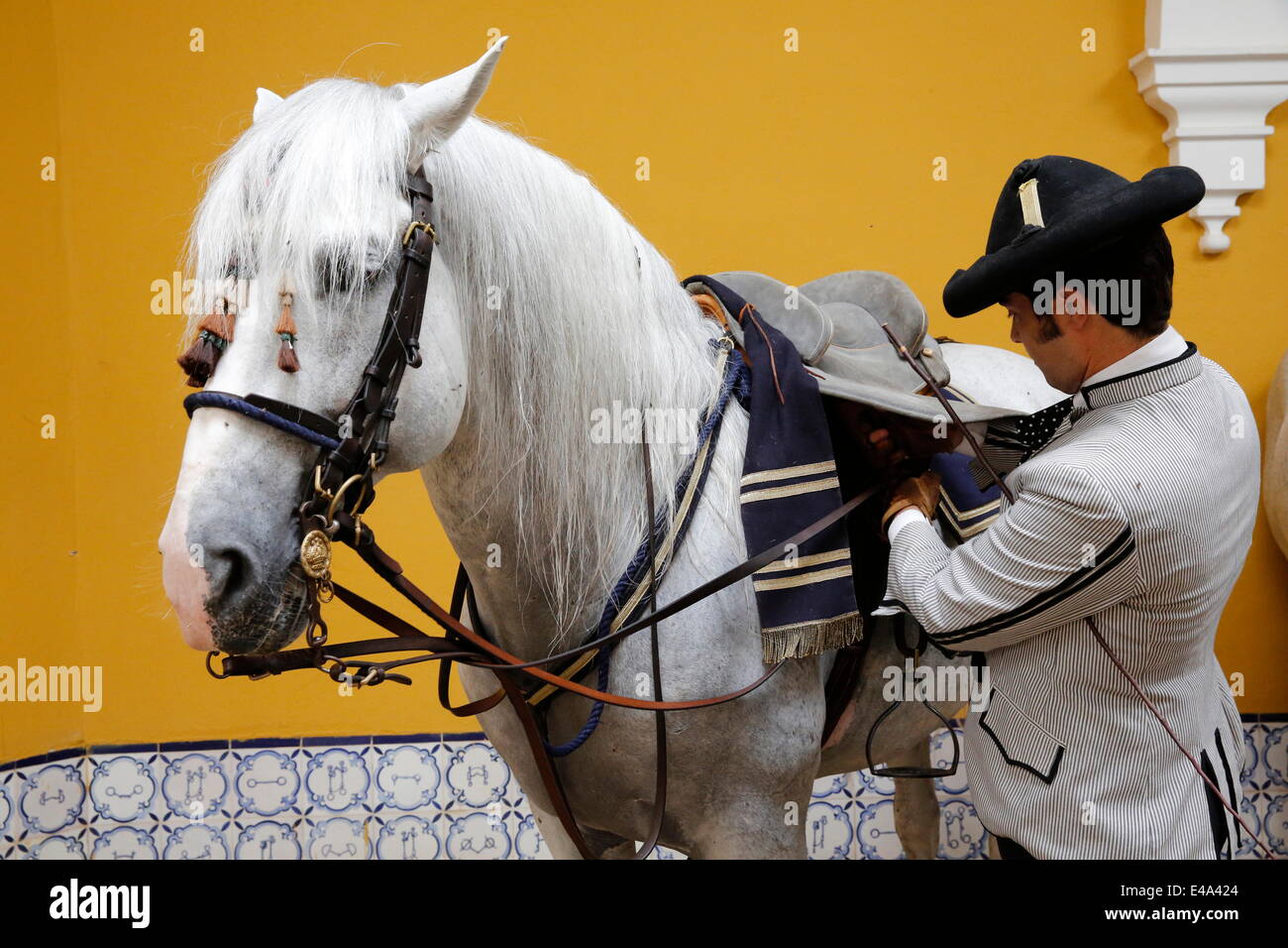 Preparar un caballo para ser montado en la Real Escuela Andaluza del Arte Ecuestre, Jerez de la Frontera, Andalucía, España, Europa Foto de stock