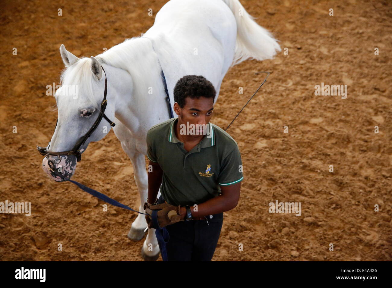 El hombre la capacitación de un caballo blanco en la Real Escuela Andaluza del Arte Ecuestre, Jerez de la Frontera, Andalucía, España, Europa Foto de stock