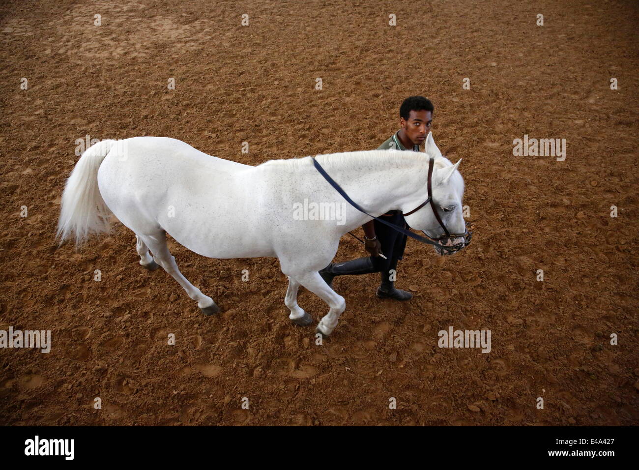 El hombre la capacitación de un caballo blanco en la Real Escuela Andaluza del Arte Ecuestre, Jerez de la Frontera, Andalucía, España, Europa Foto de stock
