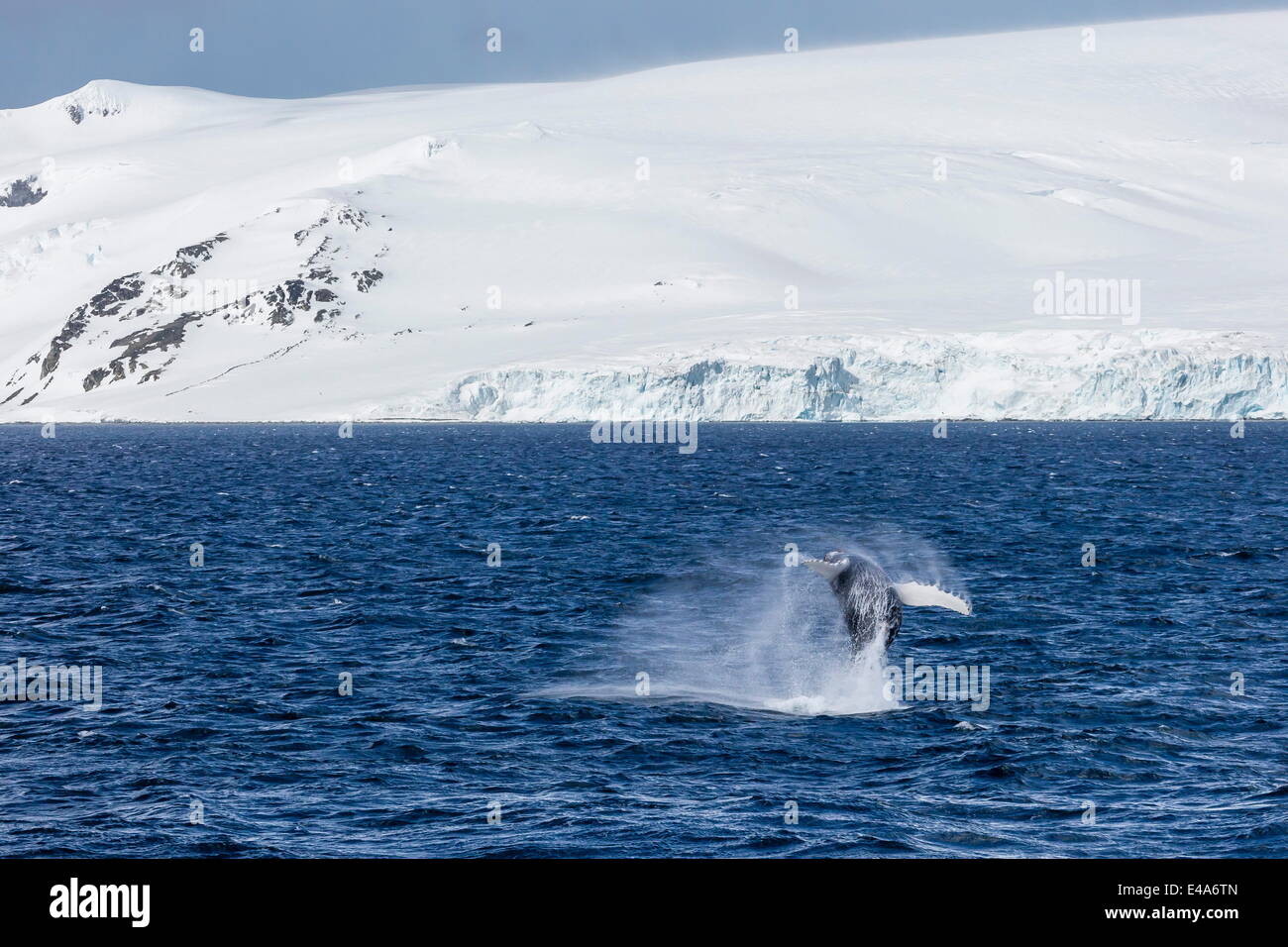 La ballena jorobada (Megaptera novaeangliae) infracción, el Estrecho de Gerlache, La Antártica, regiones polares Foto de stock