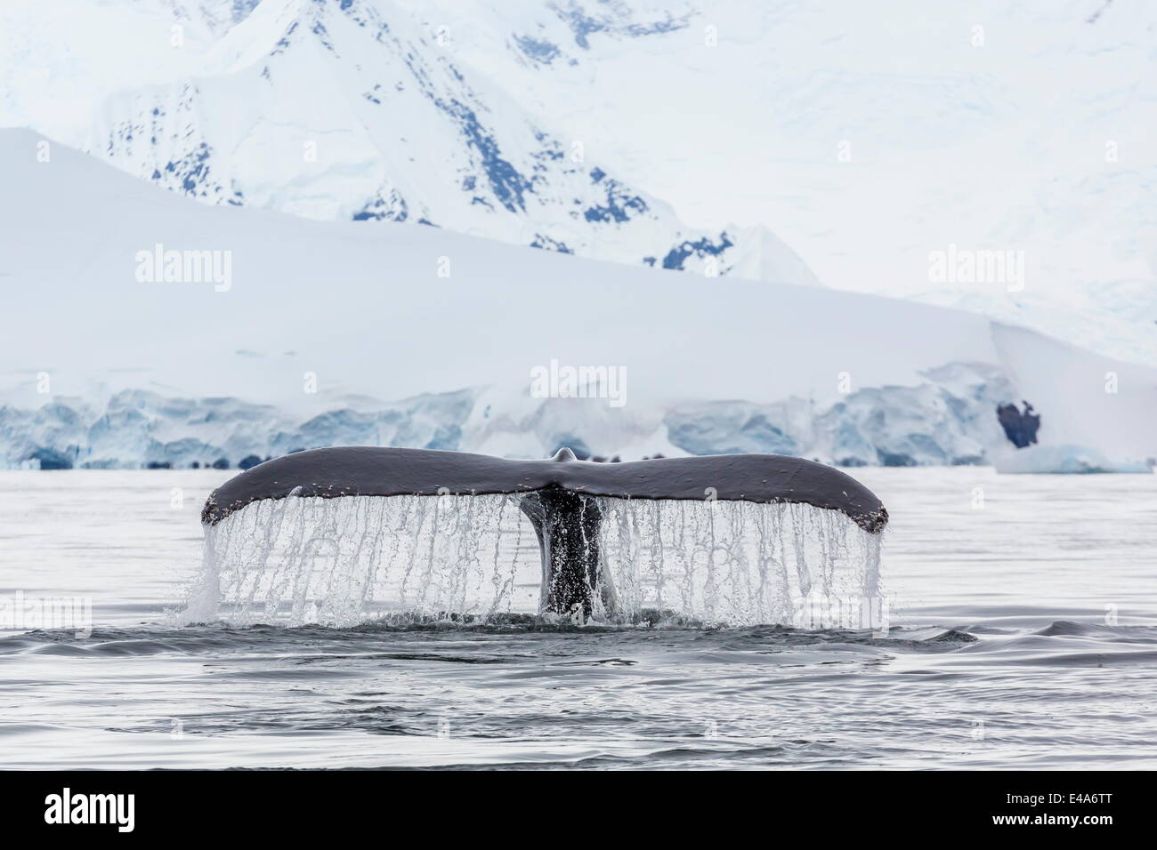 La ballena jorobada (Megaptera novaeangliae), zanjas de bucear en la empresa, en la Antártida, las islas, las regiones polares Foto de stock