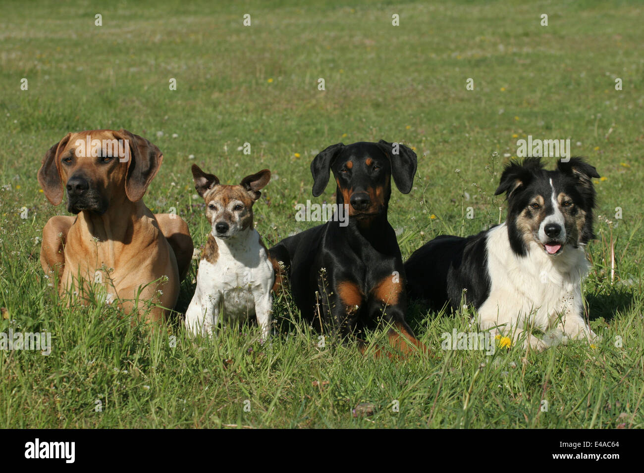 Ridgeback de Rhodesia, Jack Russell Terrier, Doberman Pinscher y Border Collie Foto de stock