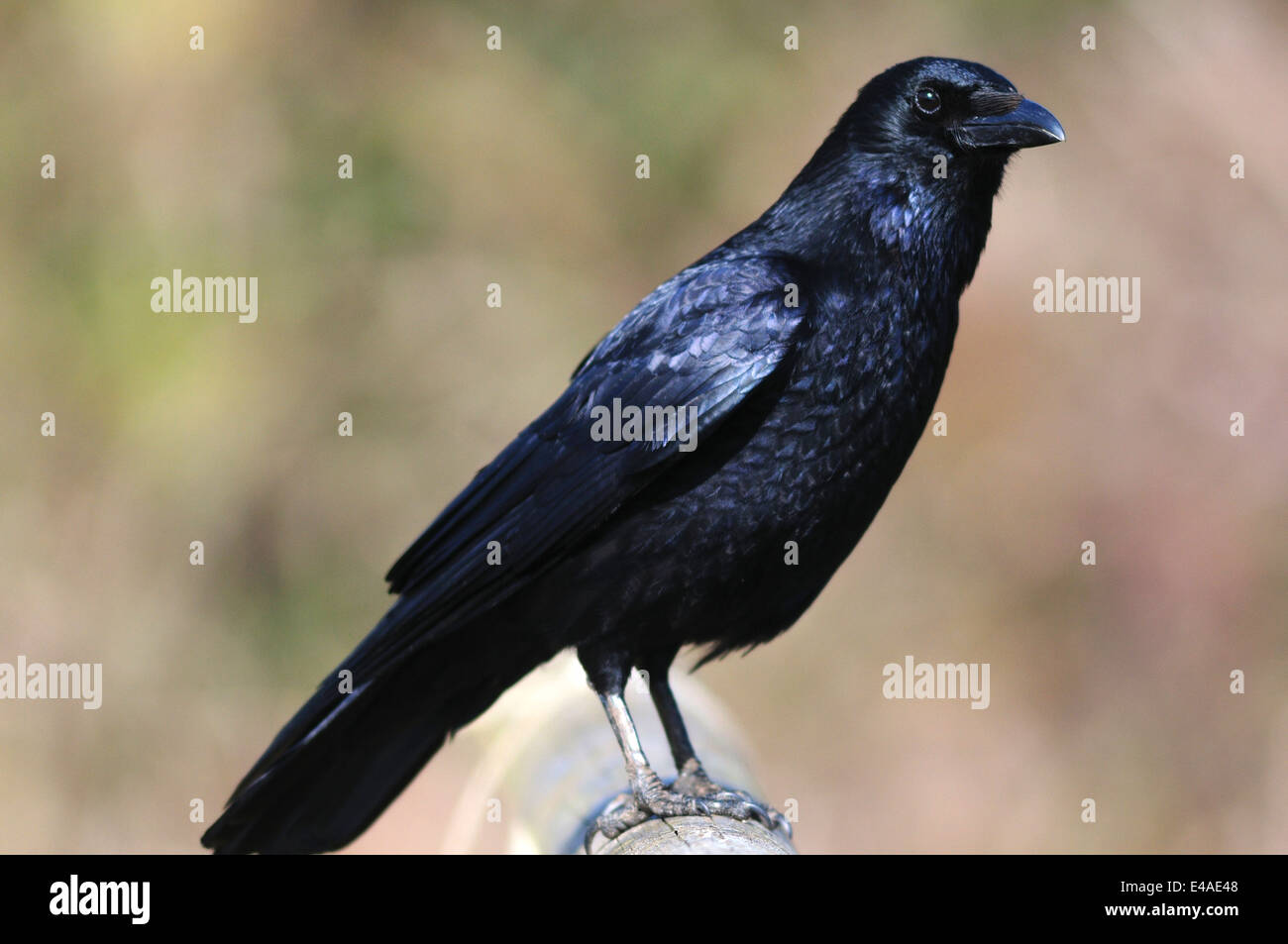 Un carrion crow en una valla UK Foto de stock