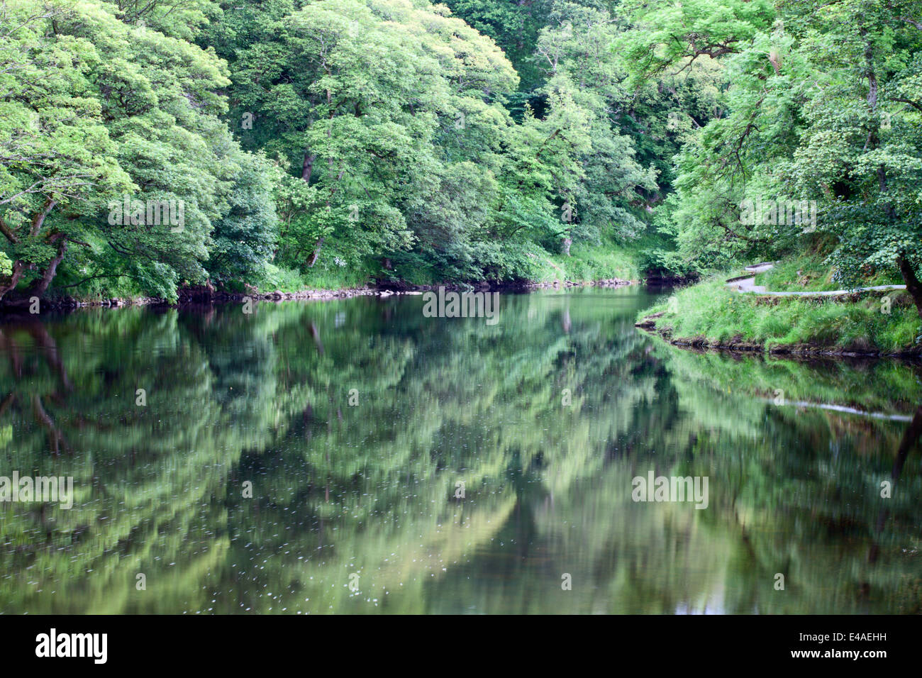 Árboles de verano por el Río Wharfe cerca Burnsall Yorkshire Dales Inglaterra Foto de stock