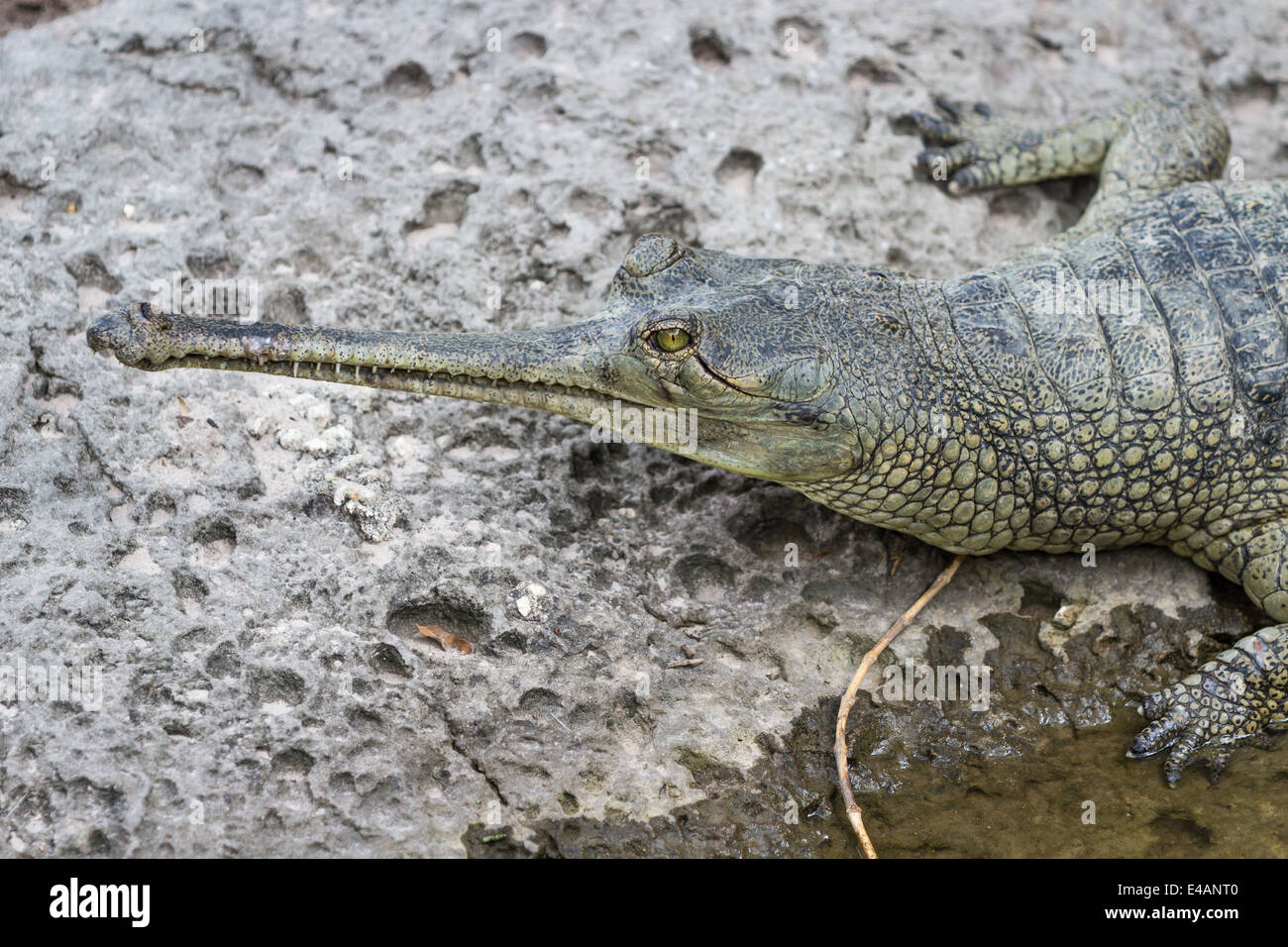 Retrato de un cocodrilo de punta de aguja sobre una roca húmeda Fotografía  de stock - Alamy