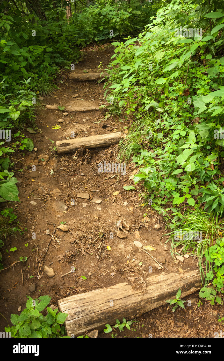 Appalachian Trail en Hog Pen brecha entre Helen y Blairsville en las montañas del norte de Georgia. Ee.Uu.. Foto de stock