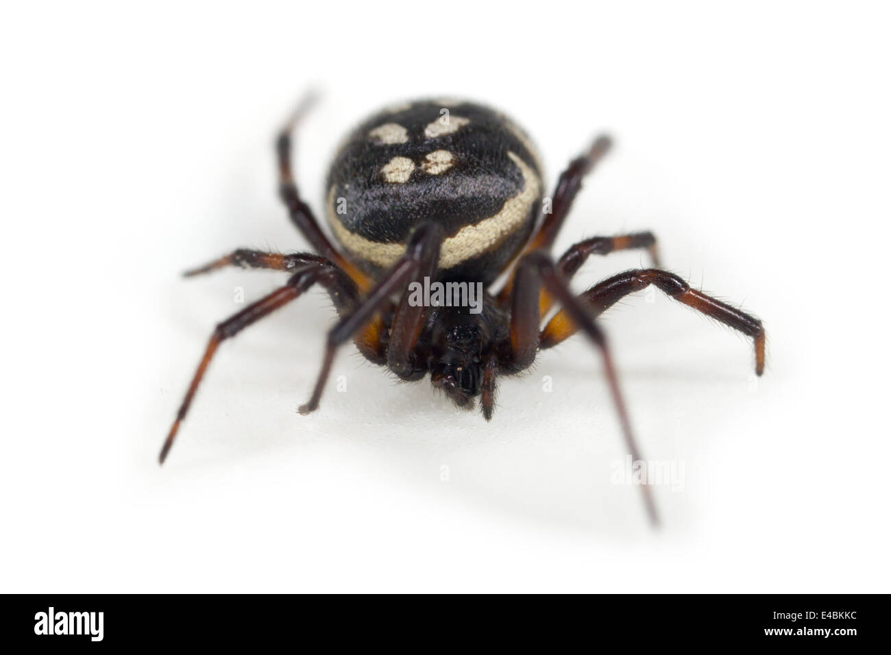 Mujer blanca-spotted falsos viuda (Steatoda albomaculata) araña, parte de la familia Theridiidae - Telaraña tejedores. Foto de stock