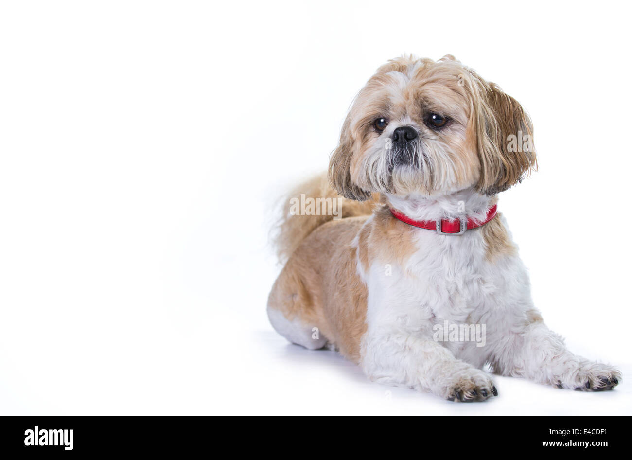 Shih Tzu perro acostado en el estudio de la cámara hacia la izquierda. Perrito blanco y marrón con collar rojo. Foto de stock