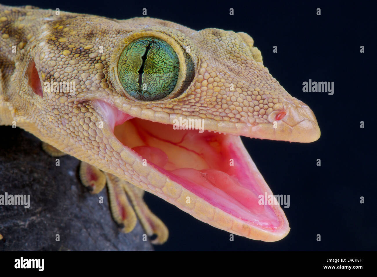 Ojos verdes / Gekko gecko smithii Foto de stock