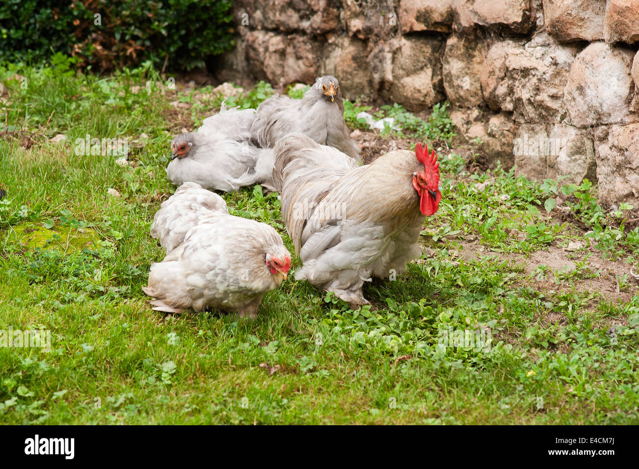 La lavanda Pekin Bantam Gallo y sus gallinas en el césped Foto de stock