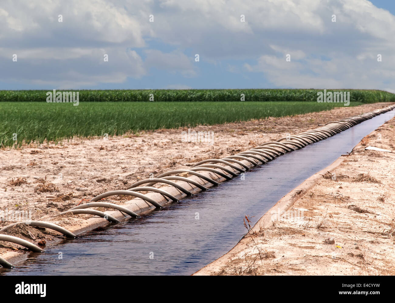 Campo de maíz irrigado por los tubos del sifón de una zanja llena de agua. Norte Central de Colorado, Estados Unidos. Foto de stock