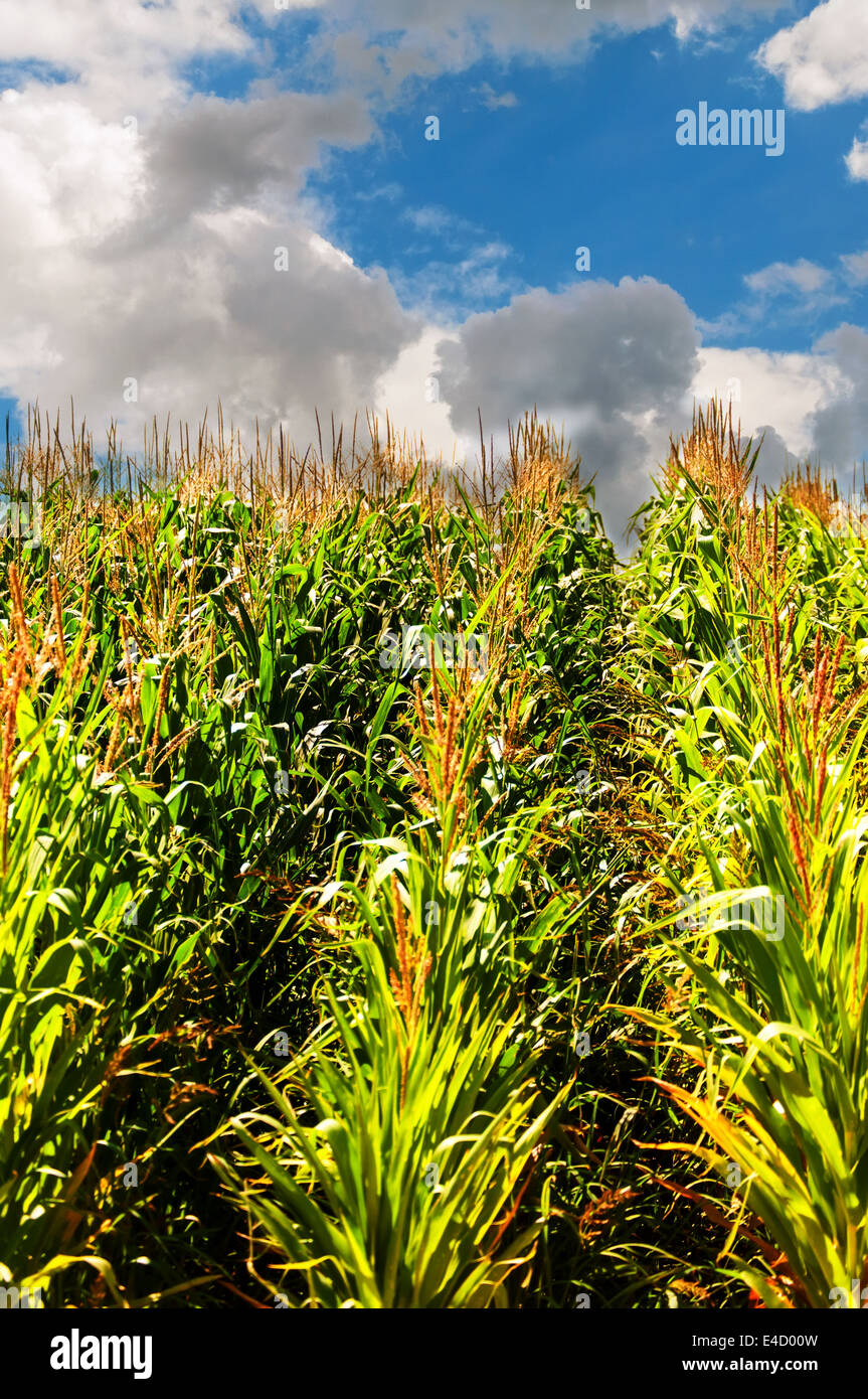 El sol brillaba sobre hileras de maíz en un campo Foto de stock