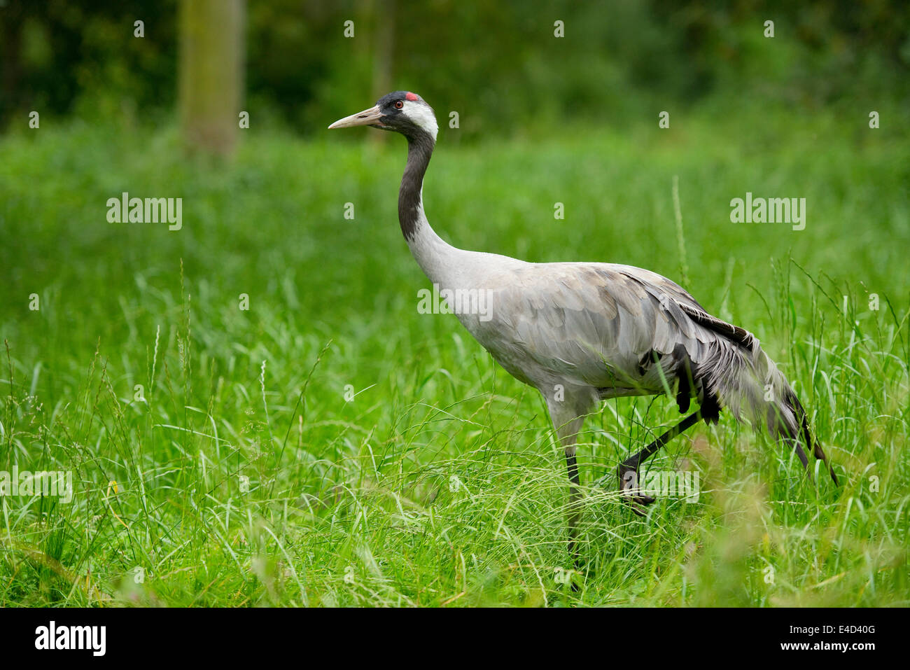 Gris grúa común (grus grus), adultos, Baja Sajonia, Alemania Foto de stock