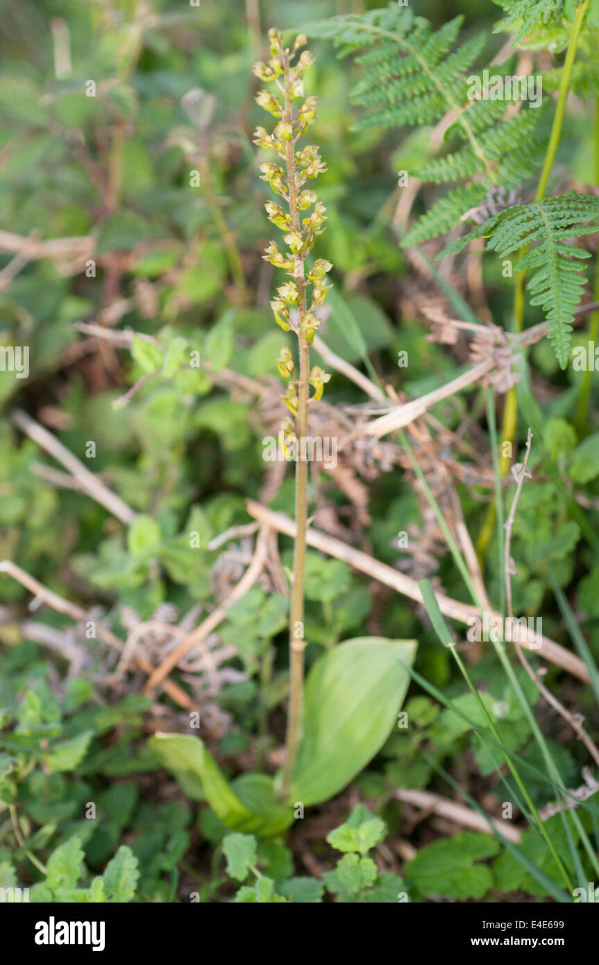 Listera ovata twayblade neottia nuevo bosque nativo del reino unido Foto de stock