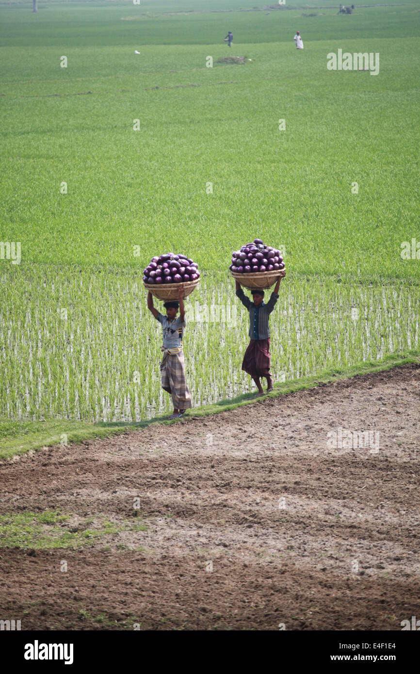 Granjero que trabajaba en sus tierras,campesino,Asia,Asia,Etnia