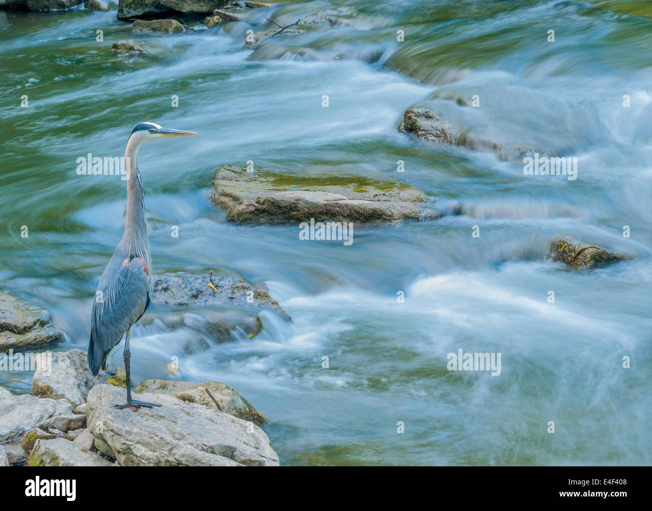 Great Blue Heron la pesca para la alimentación en un arroyo con una cascada. Foto de stock