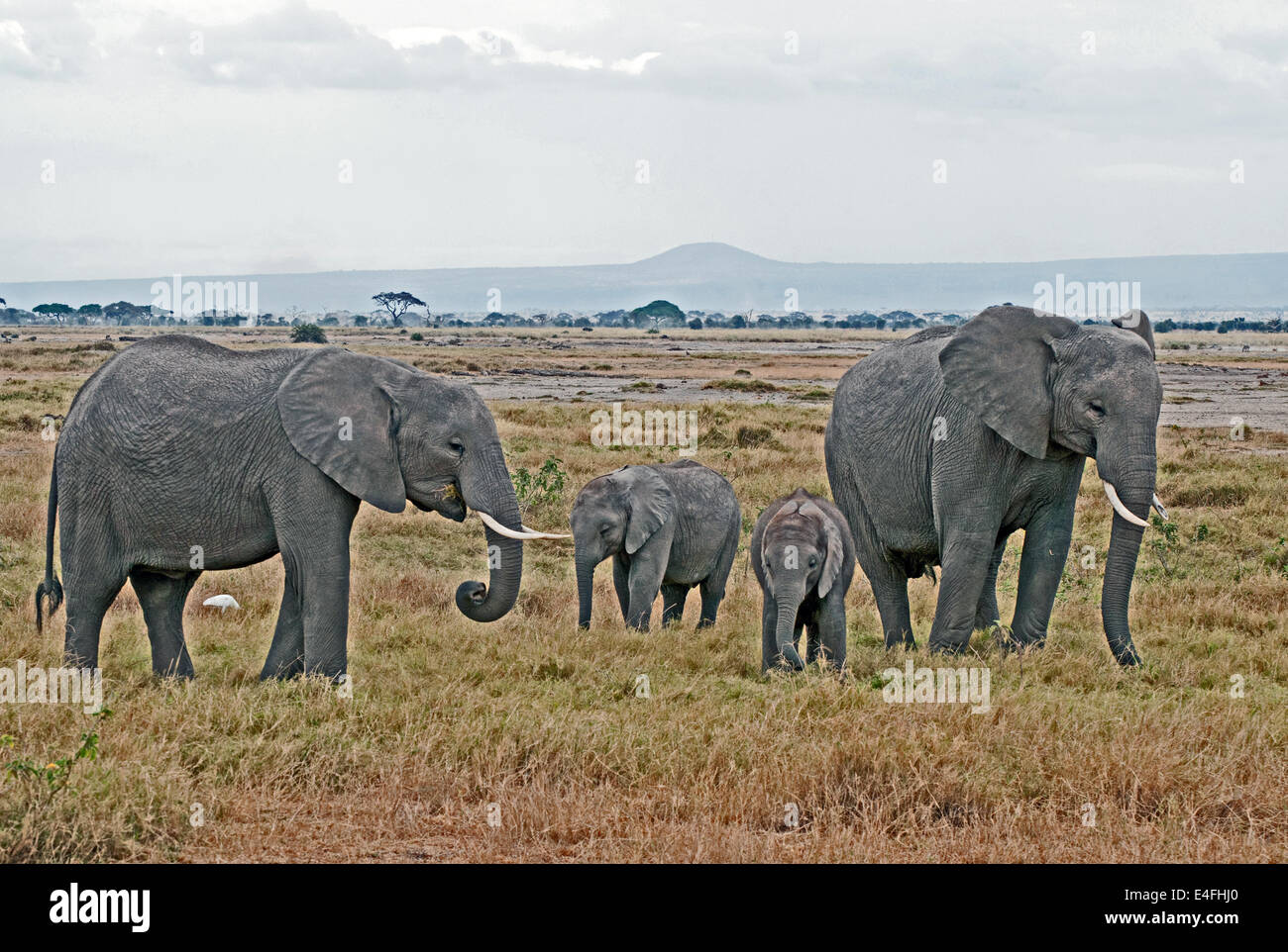 Dos mujeres con dos bebés elefantes Africanos parte de grupo familiar Parque Nacional Amboseli Kenia África Oriental elefante HEMBRA BABI Foto de stock
