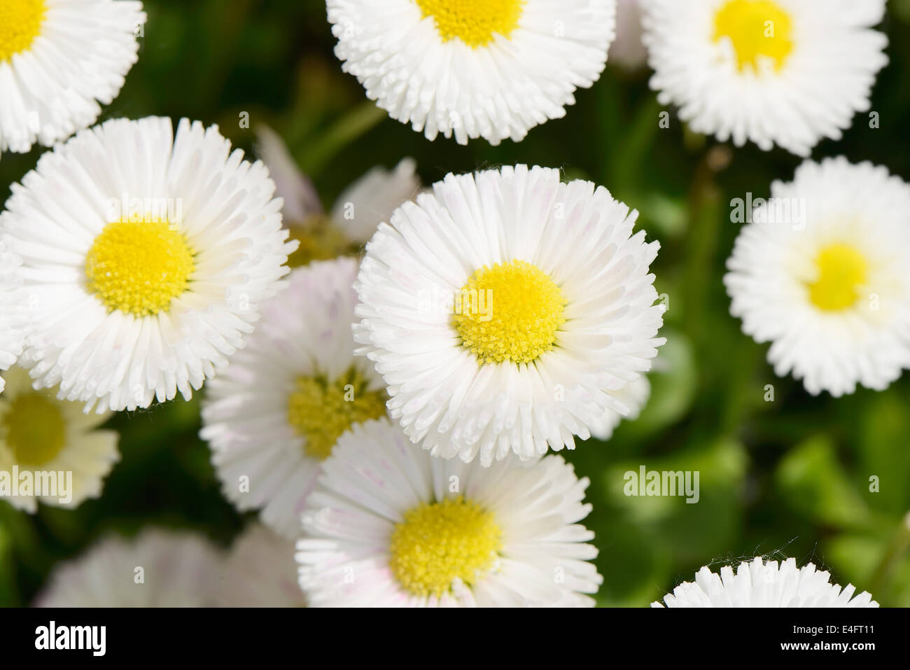 Primer plano de flores blancas en el soleado día de primavera Foto de stock