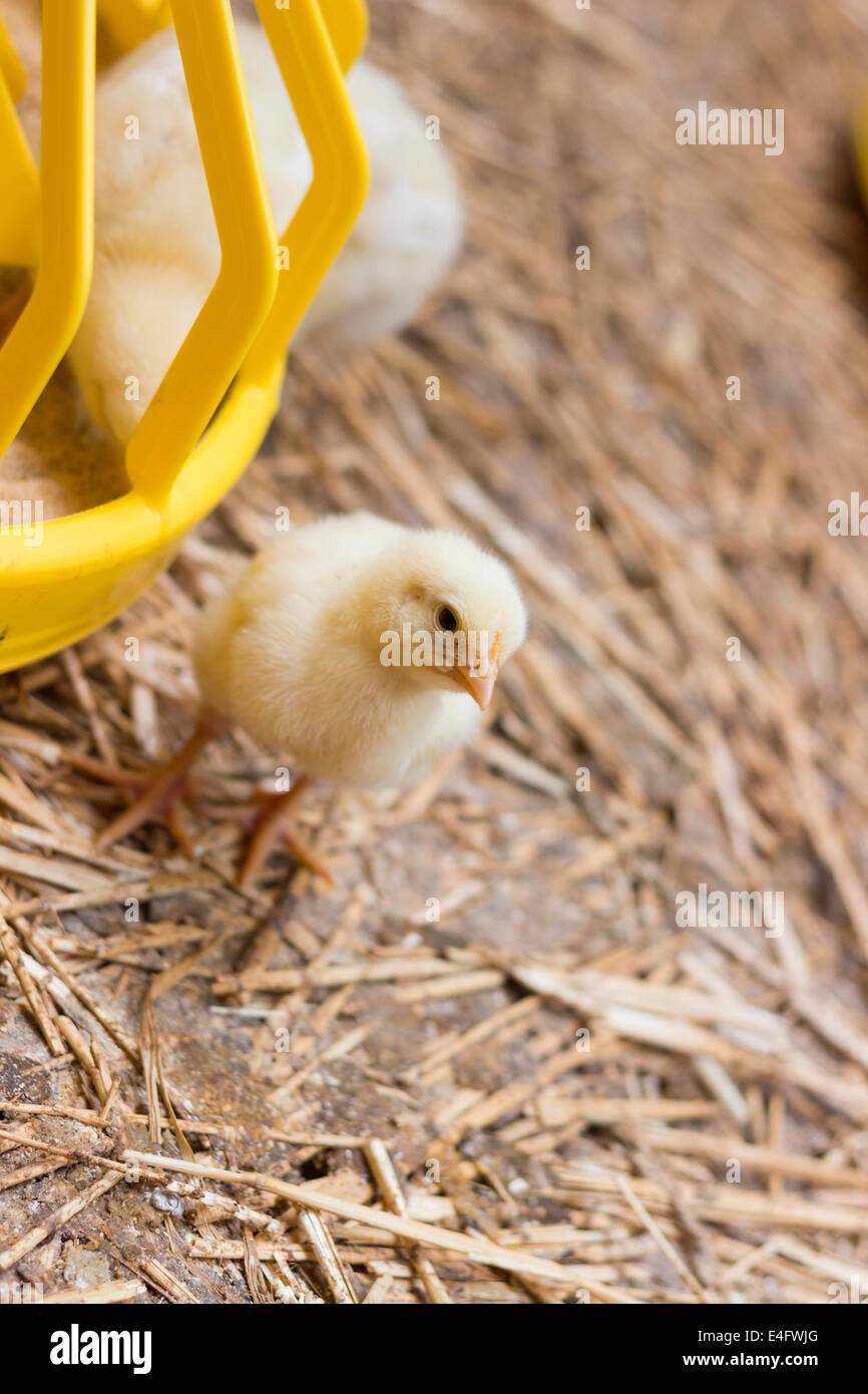 Bebé en una granja de pollos, cerrar Foto de stock