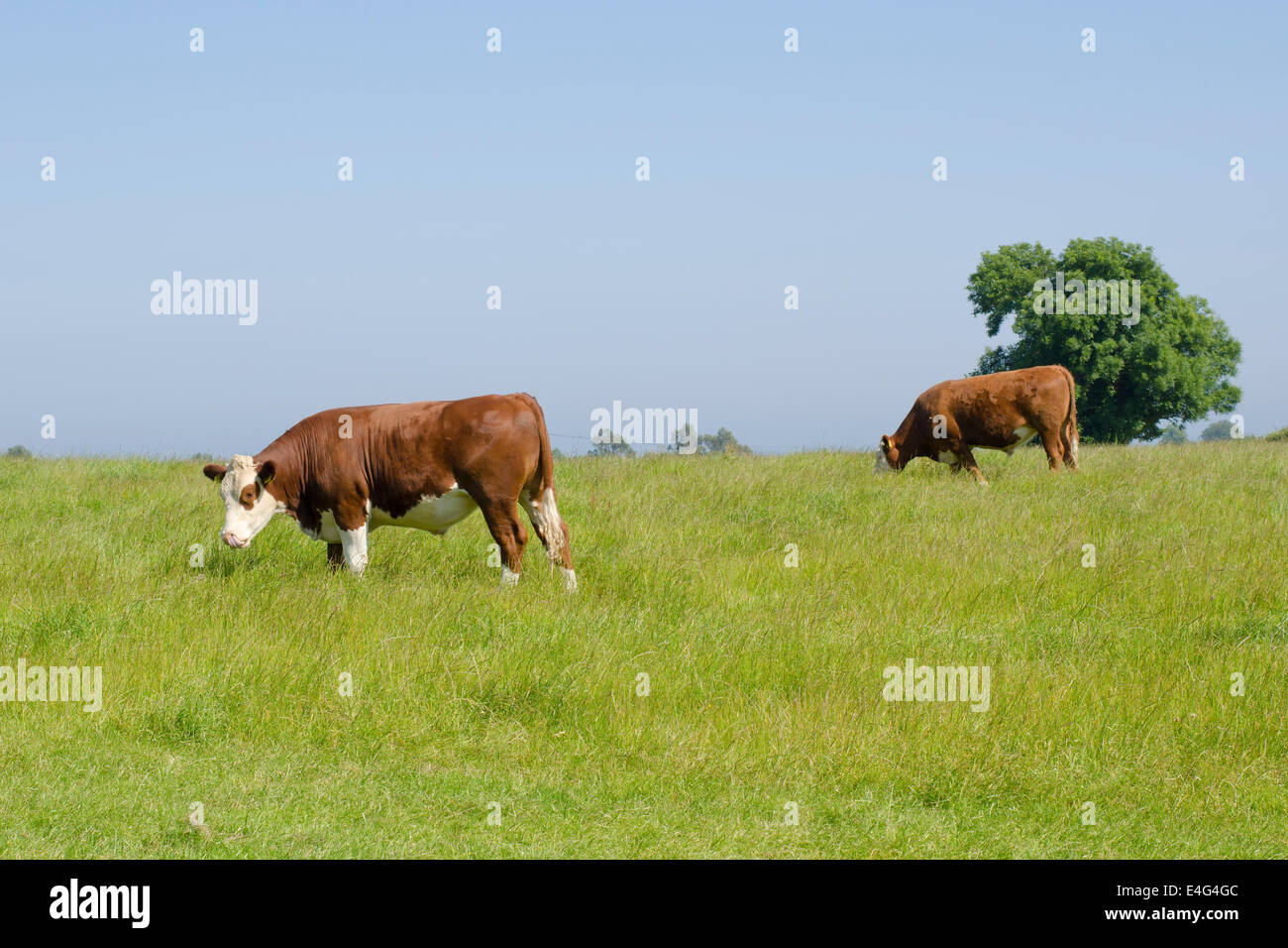 El ganado vacuno pastan en campo de hierba. Foto de stock