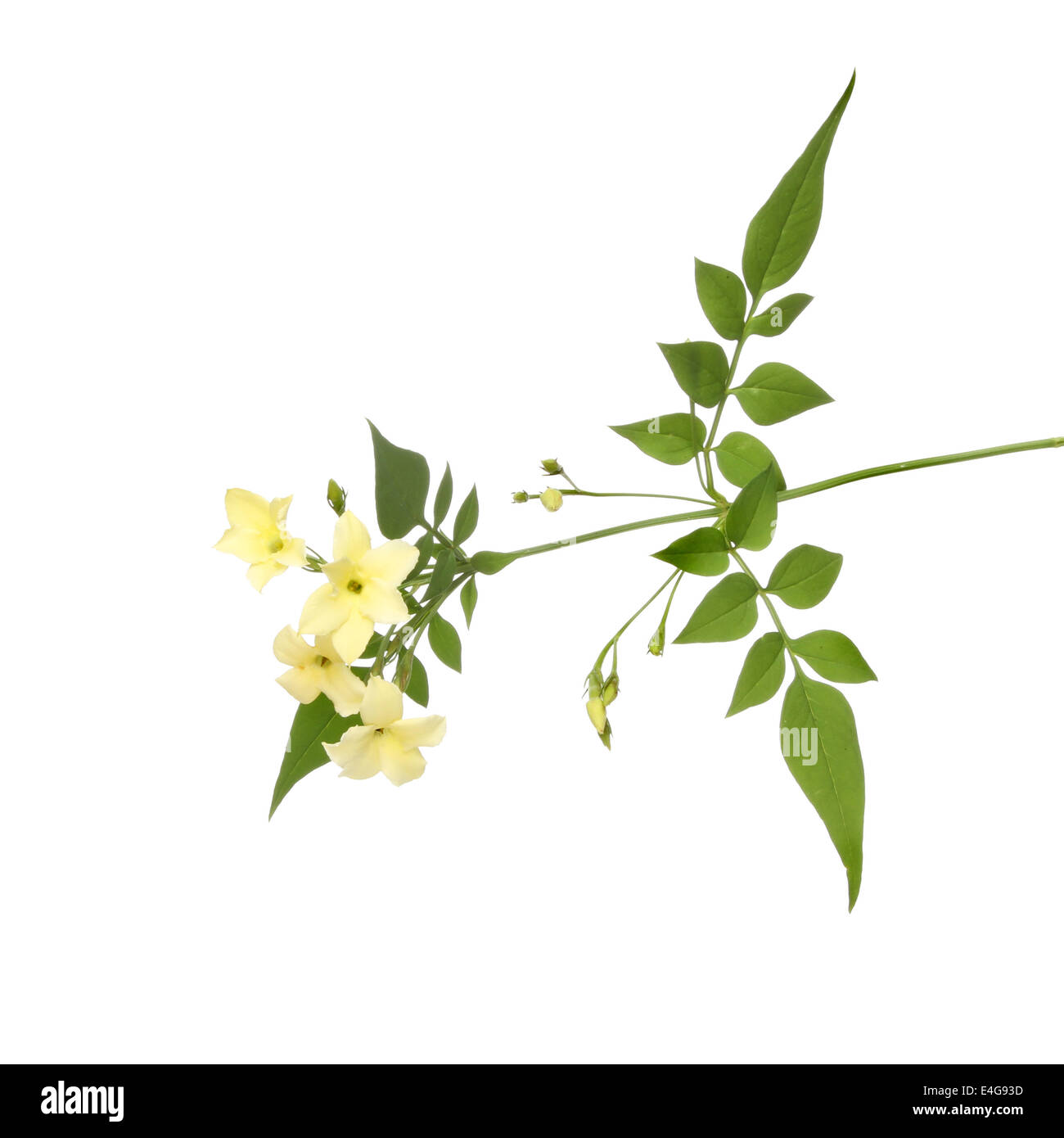 Crema de flores de jazmín y follaje aislado contra un blanco Foto de stock