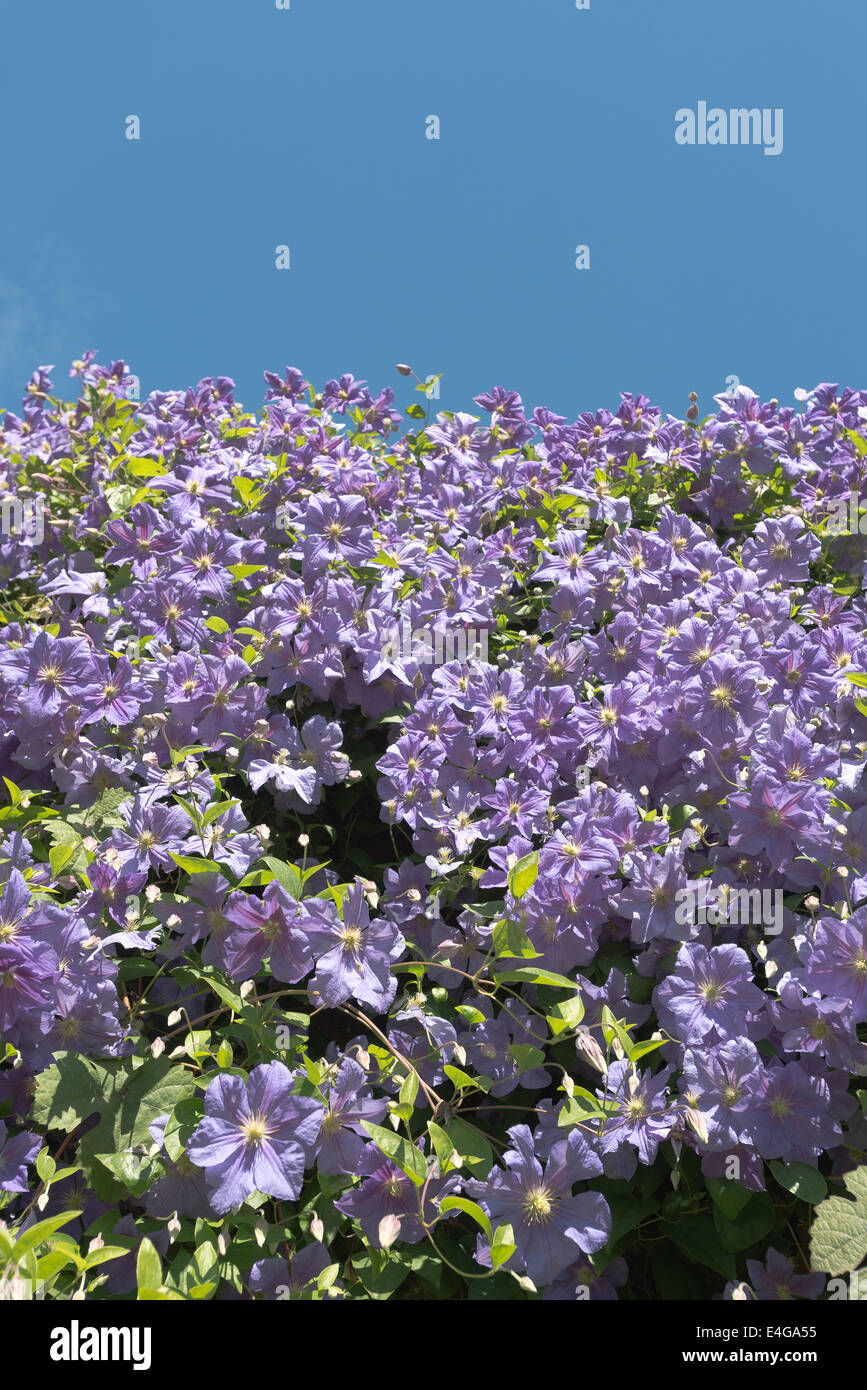 Lila pálido abundantes flores púrpura de clematis arbusto complementan el azul claro del cielo soleado de verano Foto de stock