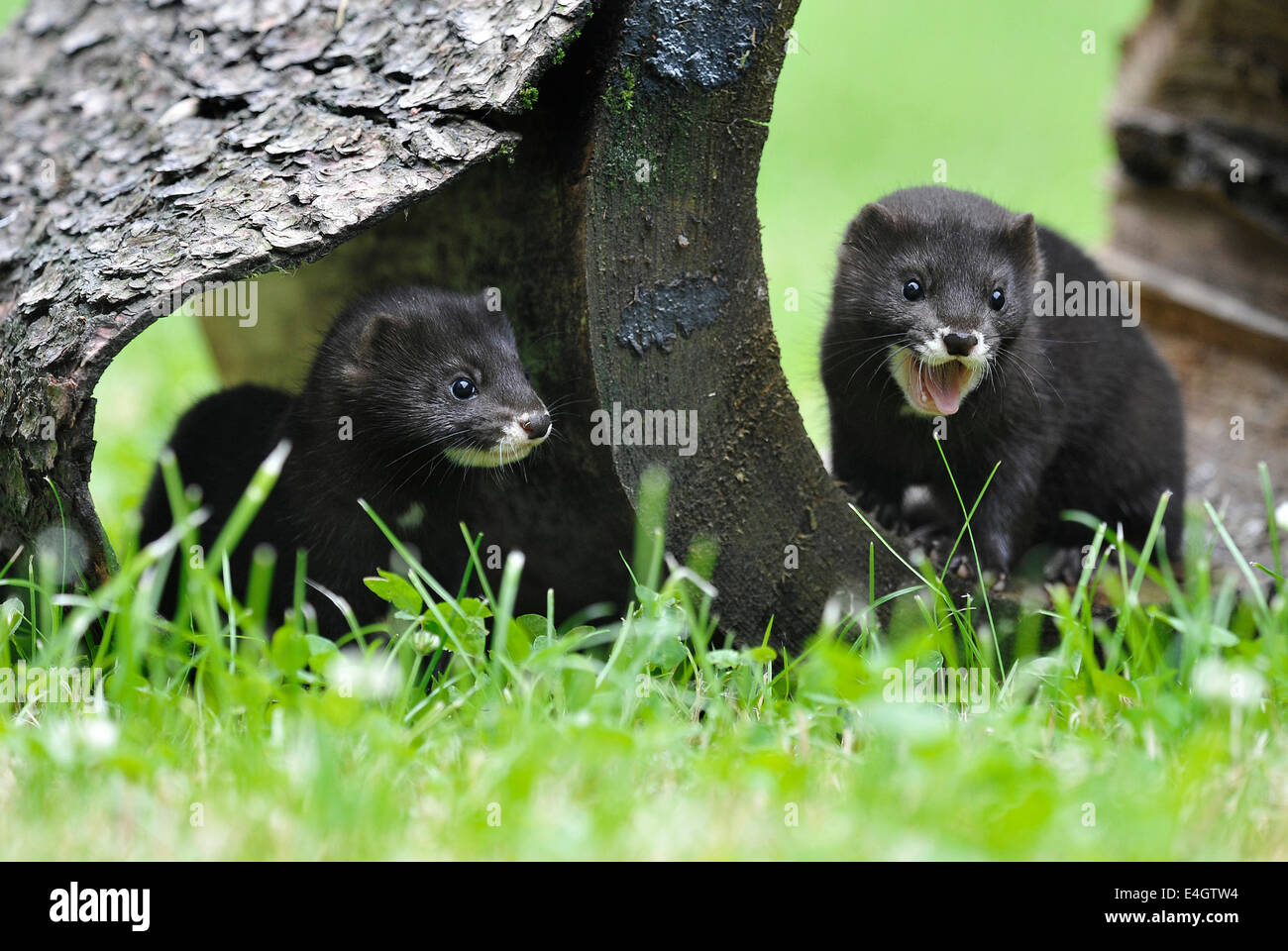 Pavlov Havlickuv Brod Region Republica Checa El 11 De Julio De 14 Cuatro Bebes De La Vison Europeo Nacieron En La Estacion De Rescate De Animales En Peligro De Pavlov Los Bebes