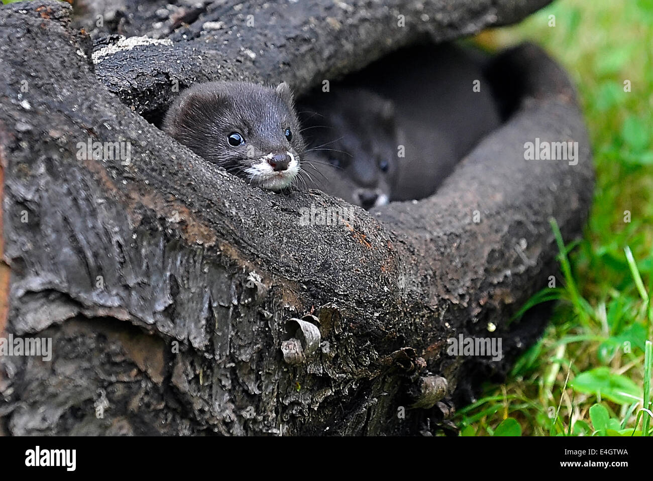 Pavlov Havlickuv Brod Region Republica Checa El 11 De Julio De 14 Cuatro Bebes De La Vison Europeo Nacieron En La Estacion De Rescate De Animales En Peligro De Pavlov Los Bebes