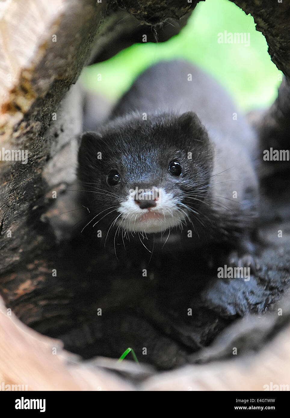 Baby Mink Fotos E Imagenes De Stock Alamy