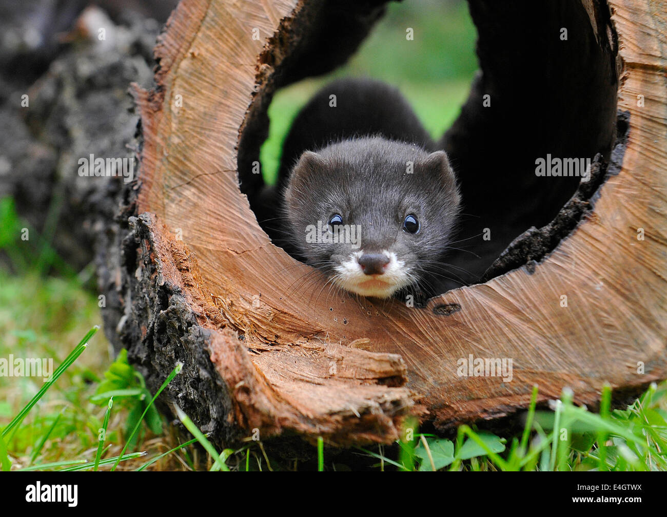 Pavlov Havlickuv Brod Region Republica Checa El 11 De Julio De 14 Cuatro Bebes De La Vison Europeo Nacieron En La Estacion De Rescate De Animales En Peligro De Pavlov Bebe De