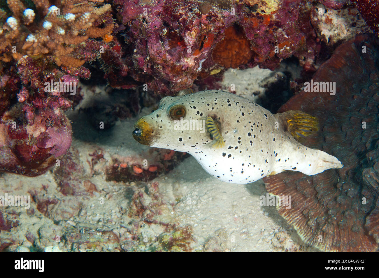 Negro-spotted Puffer fish Foto de stock