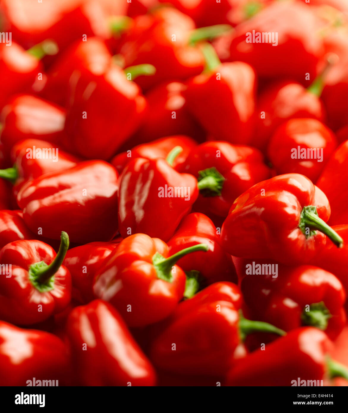 Pimienta, pimiento, Capsicum annuum var. grossum Baby Belle Fotografía