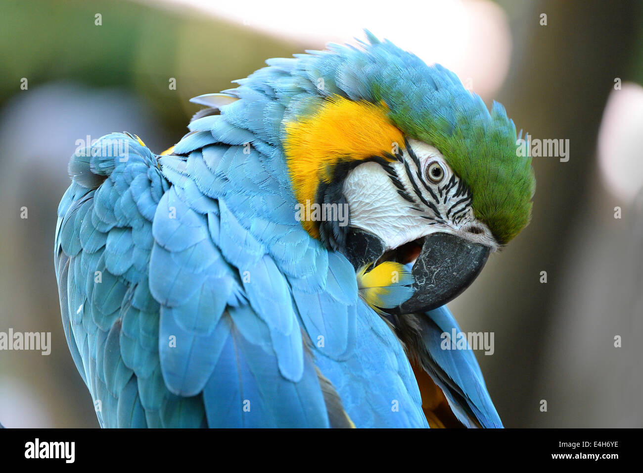 Retrato de guacamayo azul y amarillo plumas peinado Foto de stock