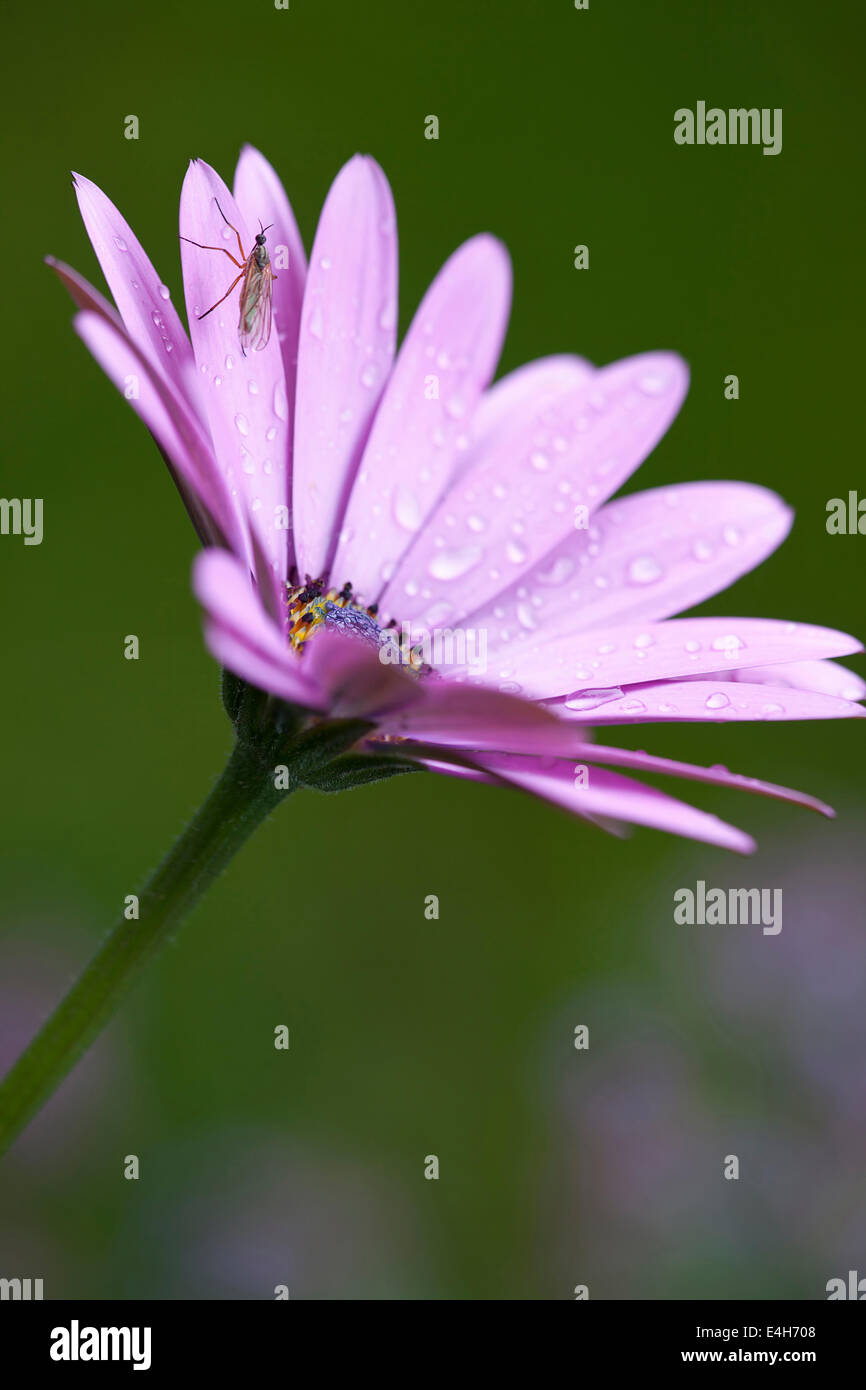 Daisy africana, Osteospermum 'Serenity púrpura". Foto de stock